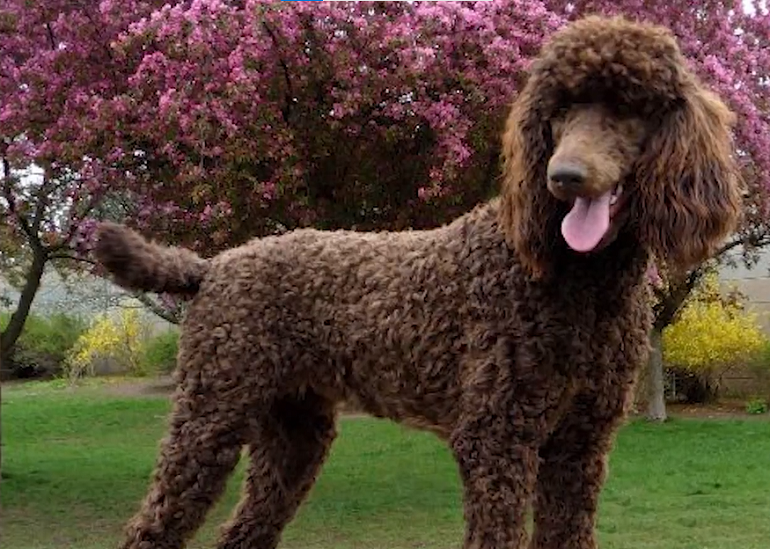 irish water spaniel puppies