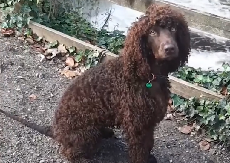 irish water spaniel breeders