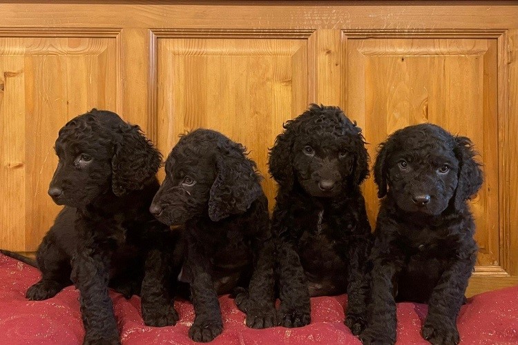 does the irish water spaniel love children