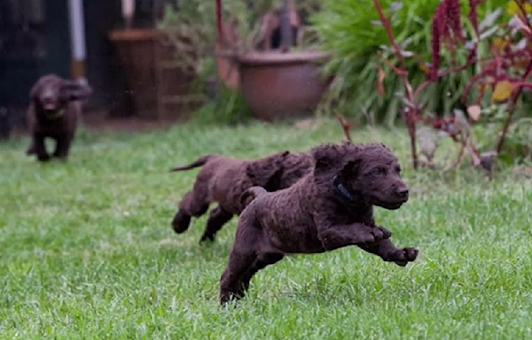 irish water spaniels