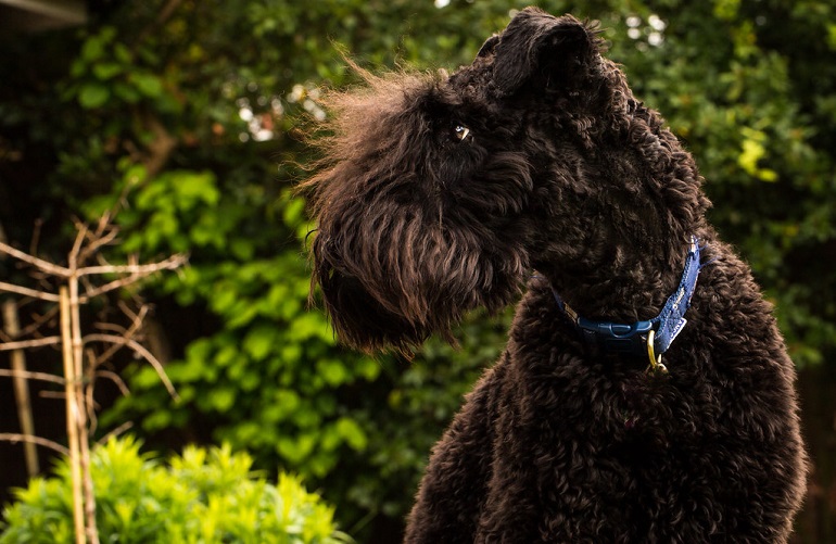 carrie blue terrier