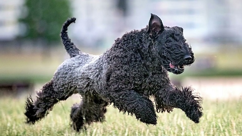 miniature kerry blue terrier