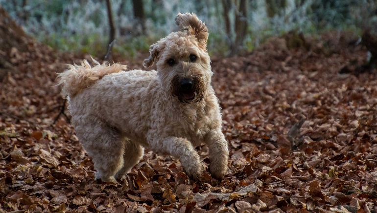 Lakeland Terrier