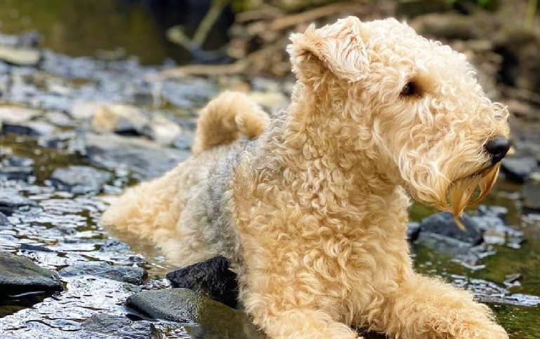 Lakeland cheap terrier coat