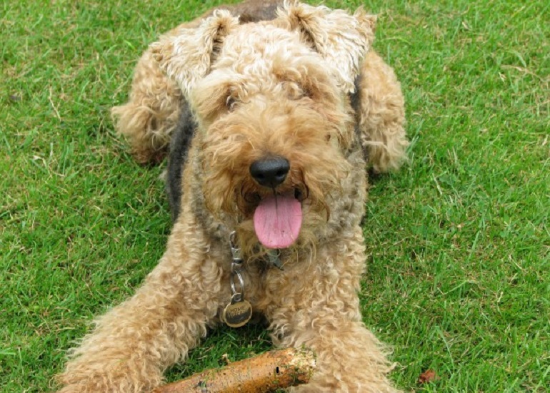 lakeland terrier temperament