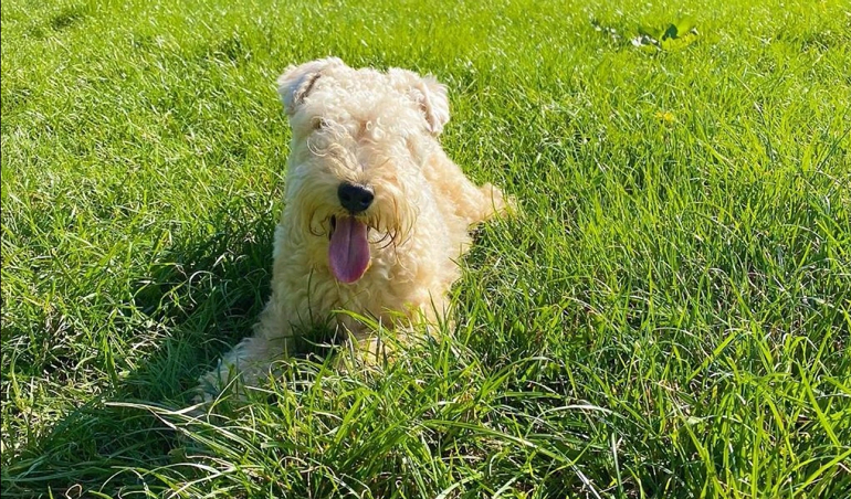 lakeland terrier puppy