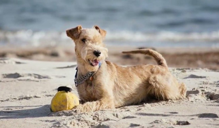 are lakeland terriers intelligent dogs