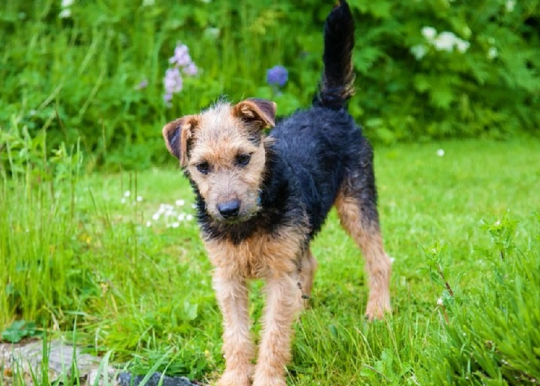 Are Lakeland Terriers Good Pets