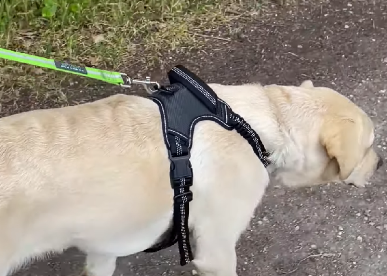 How to put a harness on your outlet dog