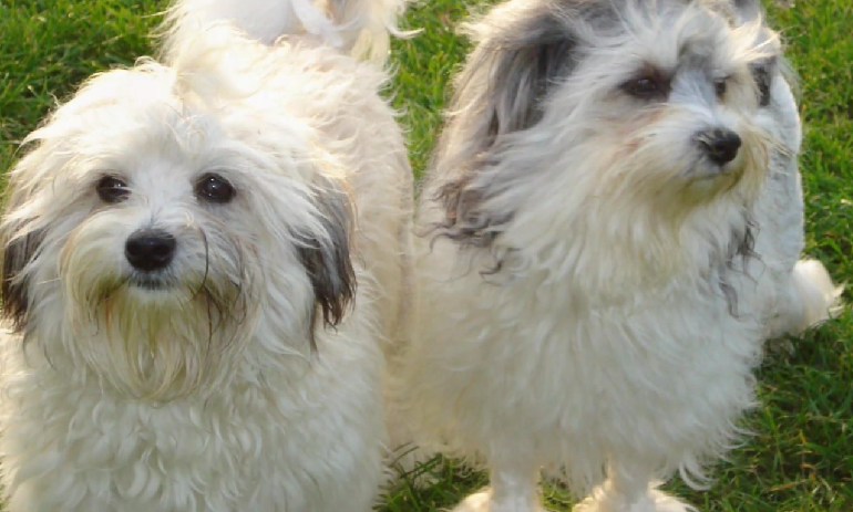 lowchen puppies