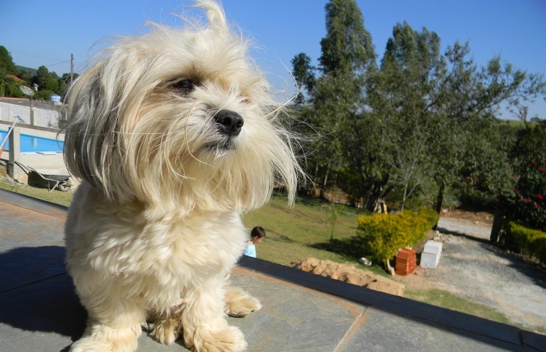 lowchen dog breed