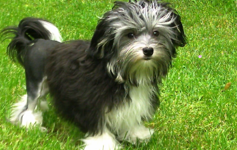 löwchen puppies
