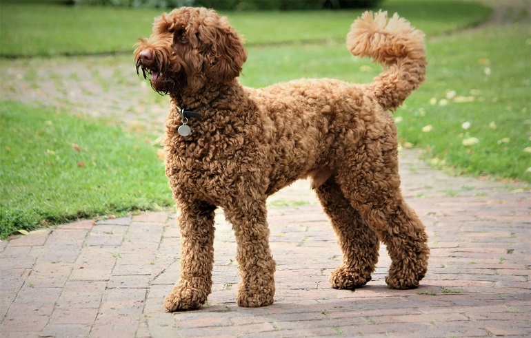 white mini labradoodle