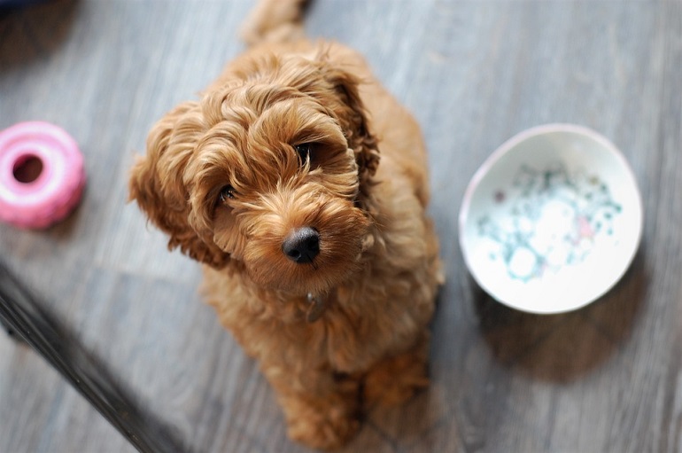 Best food best sale for mini labradoodle