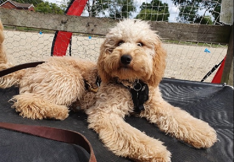 Full grown best sale mini australian labradoodle