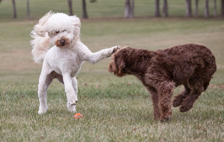 white mini labradoodle