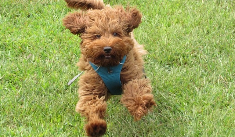 pictures of labradoodles
