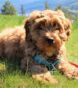 Mini Labradoodle