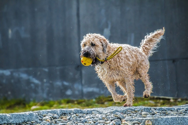 The Mini Labradoodle: An Insight Into The Popular Crossbreed - virginia cockapoo breeders