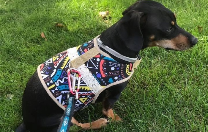 dog harnesses for dachshunds