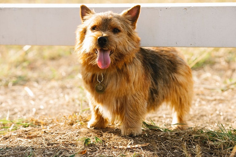 are norfolk terriers cuddly