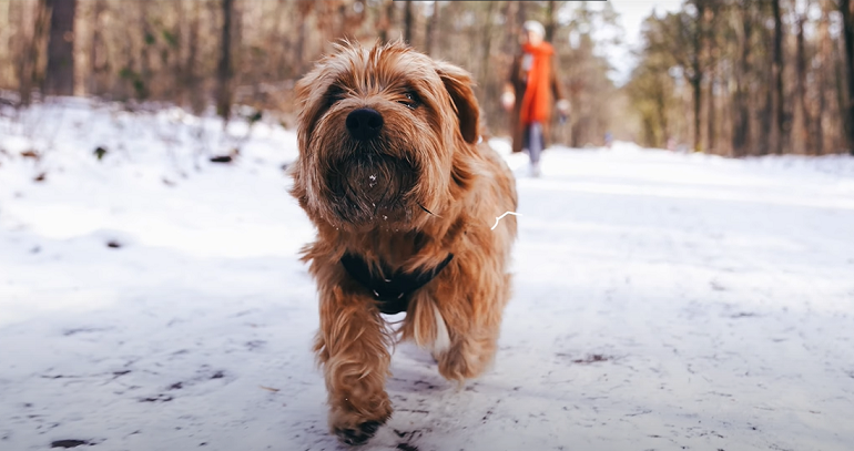 norfolk terrier breed