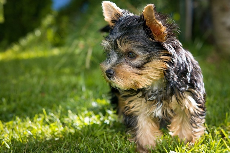 norfolk terrier temperament