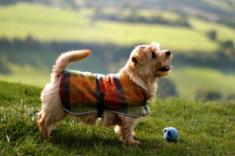 norfolk terrier dog