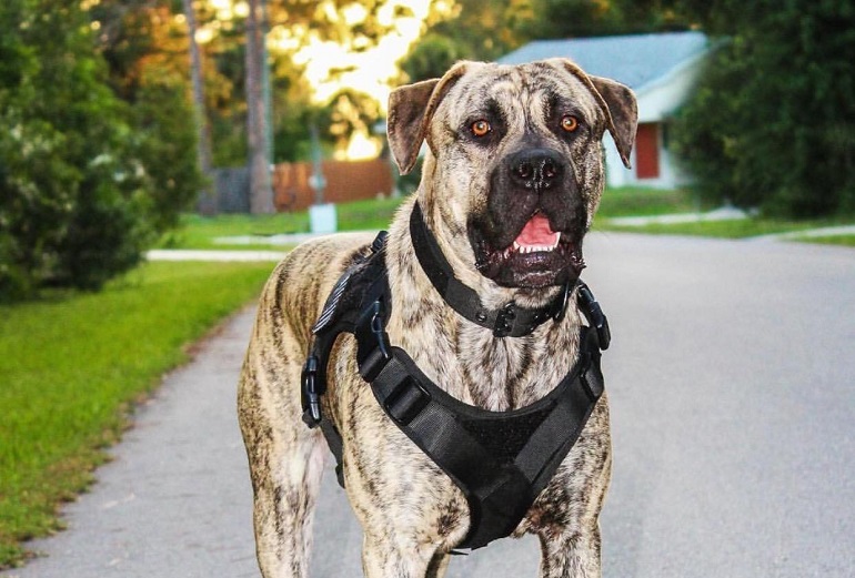 dog harness