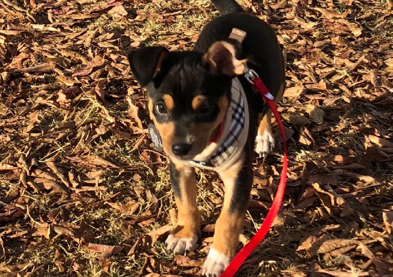 puppy harness