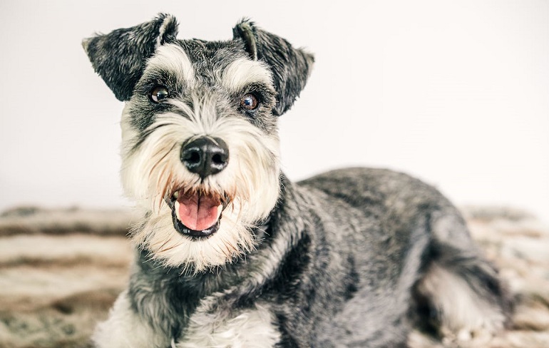 toy parti schnauzer puppies