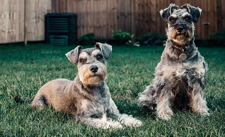 are schnauzer german shepherds the right dog for you