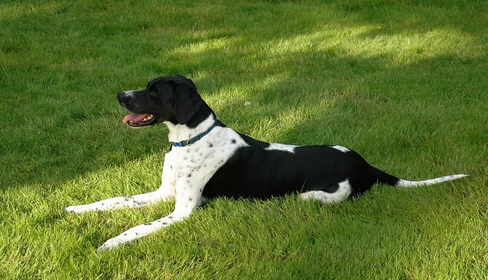 English pointer black and hot sale white