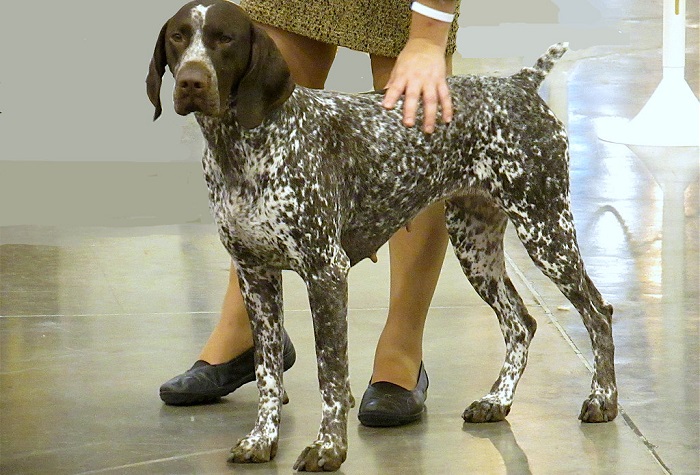 pointer dog breed