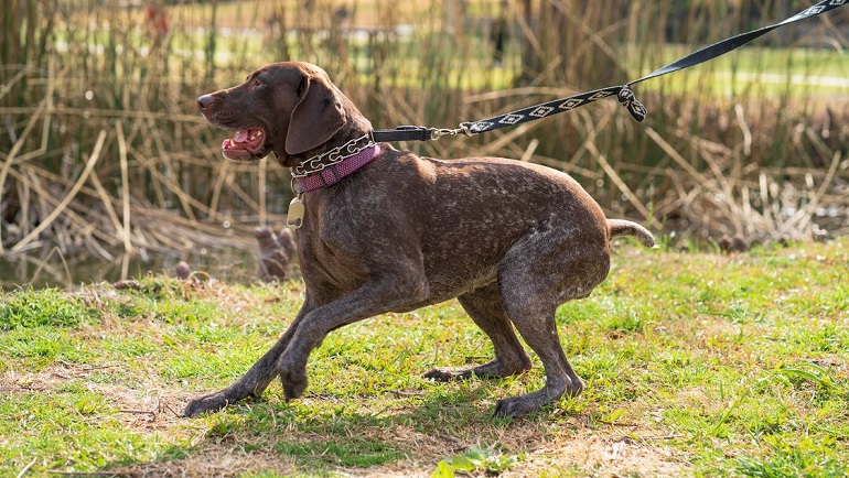 Pointer Dog breed 
