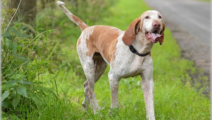 pointer dogs