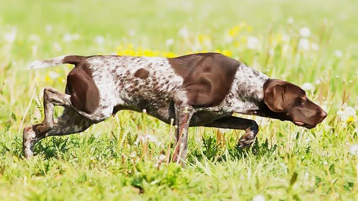 are english pointers good family dogs