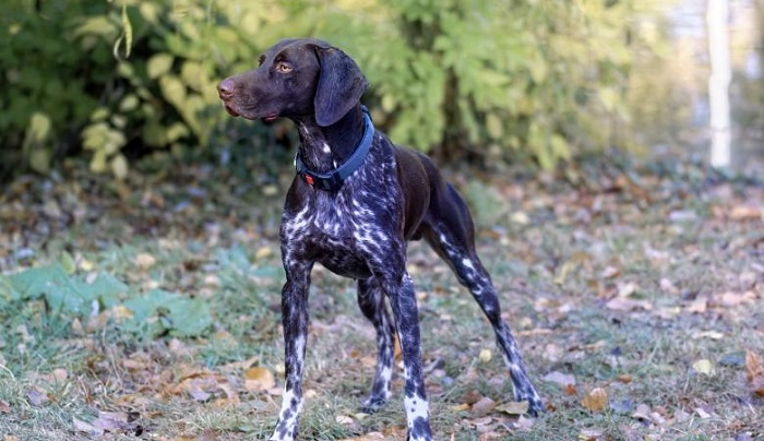 english pointer puppies