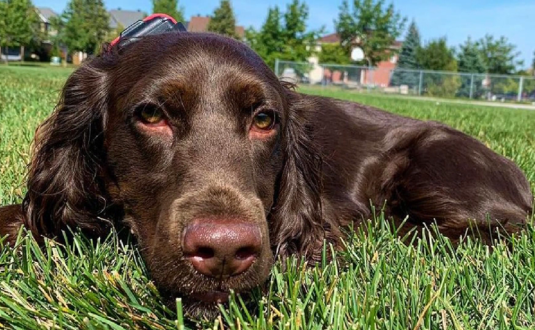 what were cocker spaniels bred for