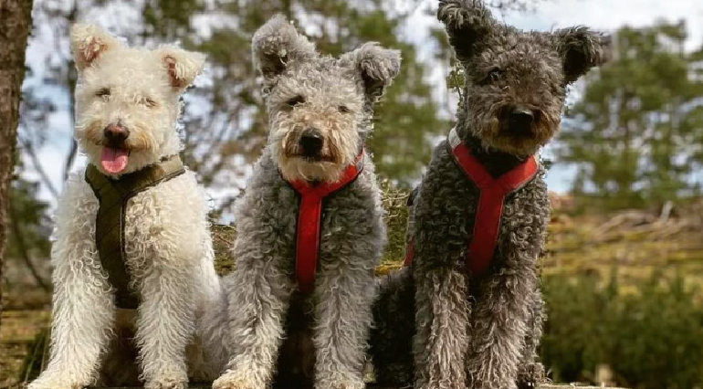 Pumi clearance dog curly