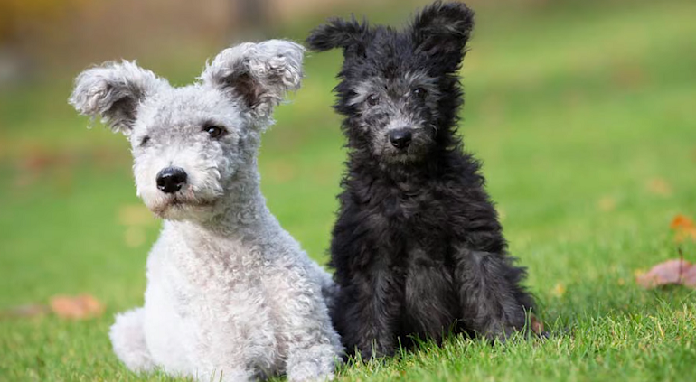 Pumi store puppies cost