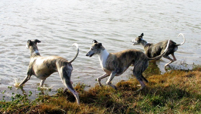 whippets