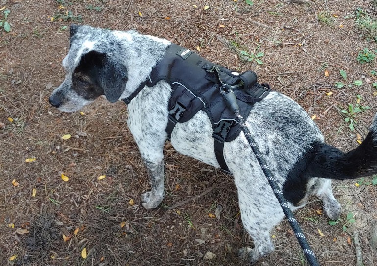 what is the best escape proof dog harness