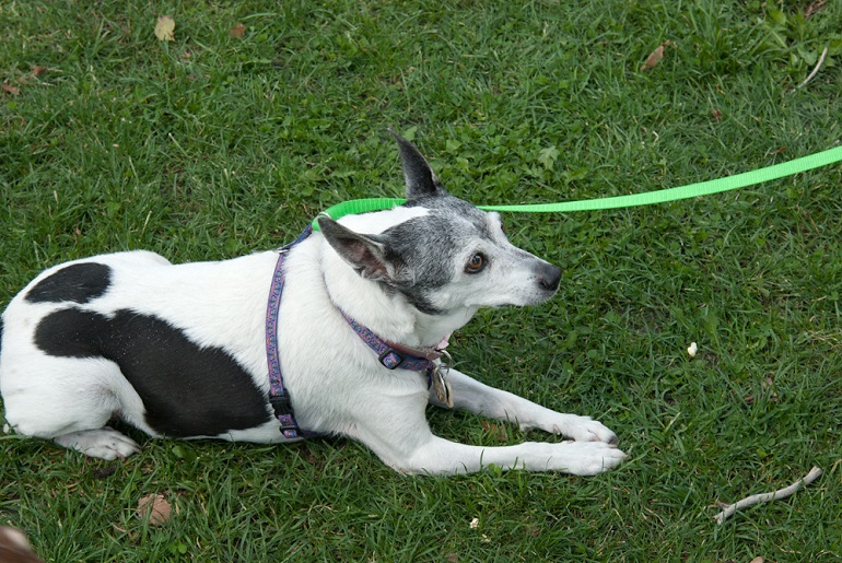 rat terrier dog