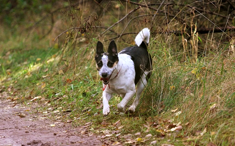 how fast does a rat terrier run