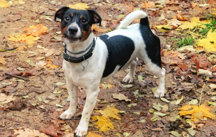 what breeds make up the rat terrier