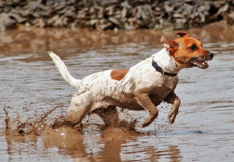 rat terrier breeders