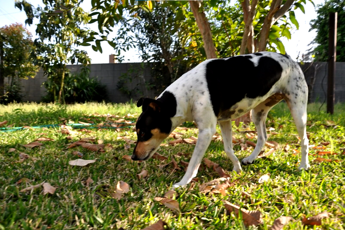 how fast does a rat terrier run