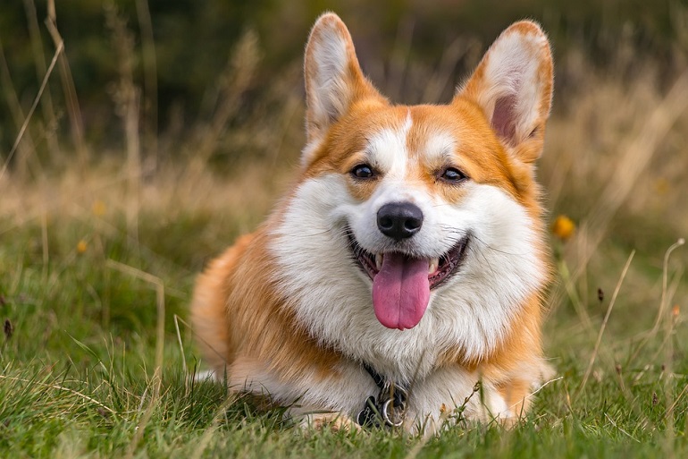 show me corgis
