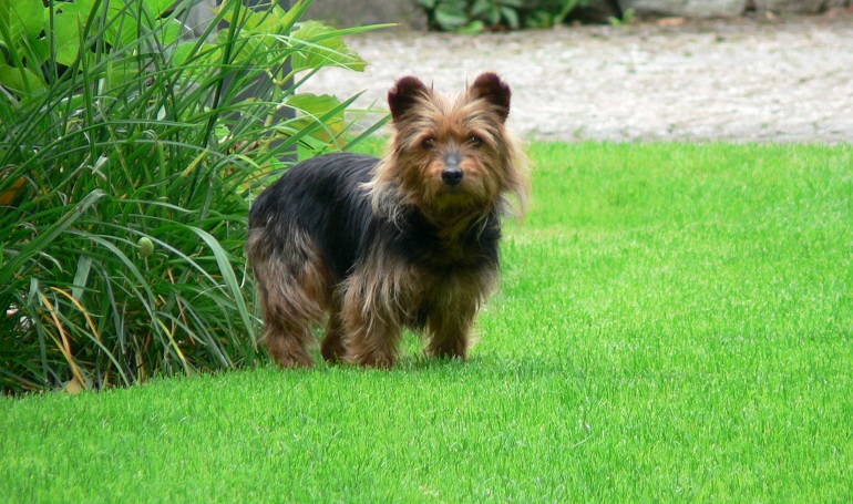 silky terrier breeders